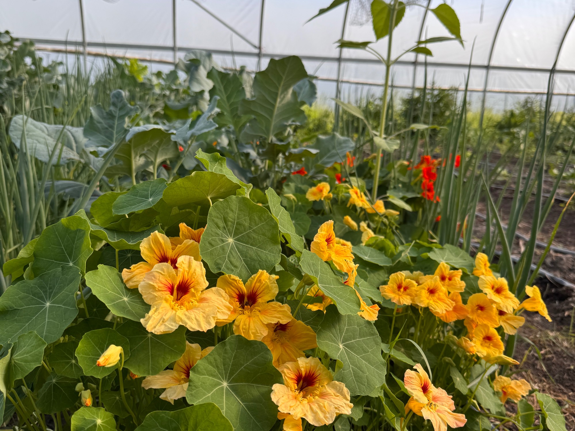 Inside a hoop house at the Sustainable Agriculture Project